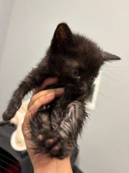 Torch Lily -  Domestic Short Hair Cat for Adoption in Bloomington, Indiana - Torch Lily | PetCurious
