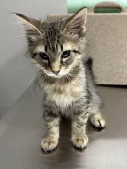 Ernie -  Domestic Medium Hair and Domestic Short Hair Cat for Adoption in Missoula, Montana - Ernie | PetCurious