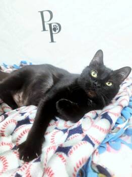 Vampurr -  Domestic Short Hair Cat for Adoption in Social Circle, Georgia - Vampurr | PetCurious