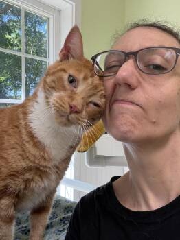 Charlie -  Domestic Short Hair Cat for Adoption in Westbrook, Connecticut - Charlie | PetCurious