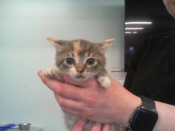 SWEETHEART -  Domestic Short Hair Cat for Adoption in Charlotte, North Carolina - SWEETHEART | PetCurious