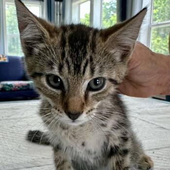 Damian May -  Domestic Short Hair Cat for Adoption in Woodstock, Virginia - Damian May | PetCurious