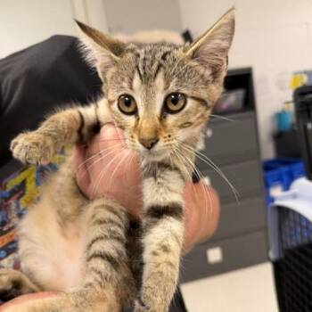 Ezra-C -  Domestic Short Hair Cat for Adoption in East St. Louis, Illinois - Ezra-C | PetCurious