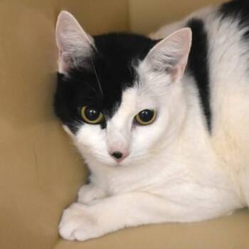 Domestic Short Hair Cats Available for Adoption - Avril | PetCurious