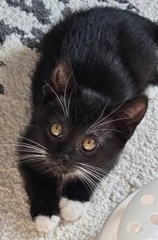 Betty White -  Domestic Short Hair Cat for Adoption in Kansas City, Missouri - Betty White | PetCurious