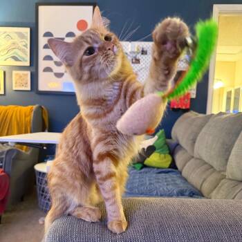 Domestic Long Hair Cats Available for Adoption - Lokum | PetCurious