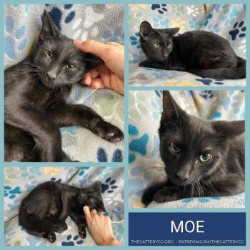 Domestic Short Hair Cats Available for Adoption - Moe | PetCurious