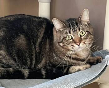 Rescue Domestic Short Hair Cats for Adoption in Morton Grove, Illinois - Guy | PetCurious