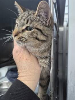 Domestic Short Hair Cats Available for Adoption - TripKit | PetCurious