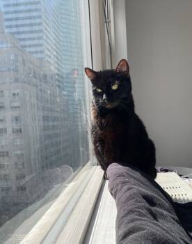 Rescue Domestic Short Hair Cats for Adoption in New York, New York - Cherry | PetCurious