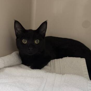 Domestic Short Hair Cats Available for Adoption in Auburn, Alabama - Mochi | PetCurious