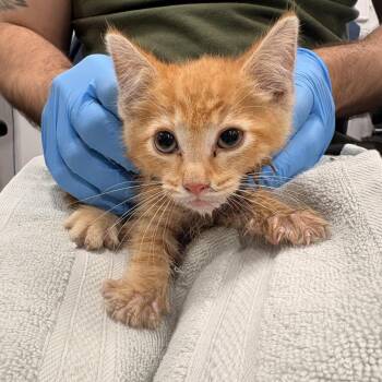Guava -  Domestic Short Hair Cat for Adoption in Newark, New Jersey - Guava | PetCurious