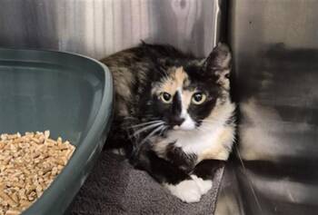DARLA -  Domestic Short Hair Cat for Adoption - DARLA | PetCurious