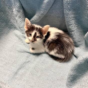 Neymar -  American Shorthair Cat for Adoption in Houston, Texas - Neymar | PetCurious