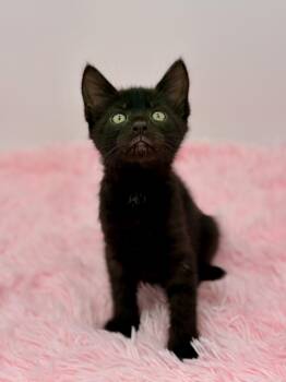 Redacted -  Domestic Medium Hair Cat for Adoption in Covington, Louisiana - Redacted | PetCurious