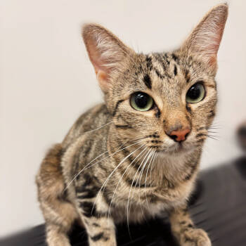 Rescue Domestic Short Hair Cats for Adoption in Houston, Texas - Bellisimo | PetCurious