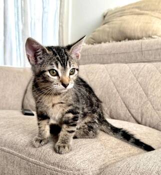 Rescue Tabby Cats for Adoption in Dallas, Texas - Mike Wazowski | PetCurious