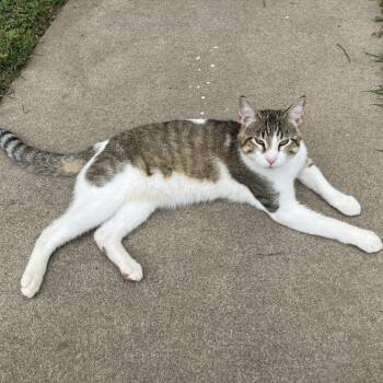 Found Coulee Way Wabasha, Mn (Frank) -  Domestic Short Hair Cat for Adoption in Rochester, Minnesota - Found Coulee Way Wabasha, Mn (Frank) | PetCurious