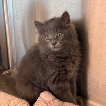 Domestic Long Hair Cats Available for Adoption in Madisonville, Tennessee - Helen | PetCurious