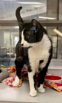 Domestic Short Hair Cats Available for Adoption - Felix | PetCurious