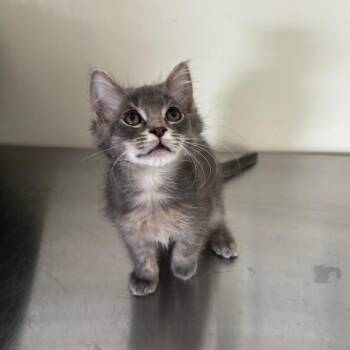 Domestic Short Hair Cats Available for Adoption in Galax, Virginia - Dobie | PetCurious