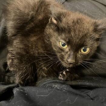 Ned -  Domestic Short Hair Cat for Adoption in Bristol, Indiana - Ned | PetCurious