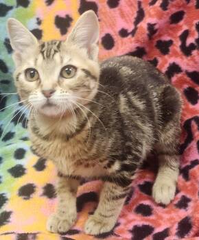 Twila -  Domestic Short Hair Cat for Adoption in Little Rock, Arkansas - Twila | PetCurious