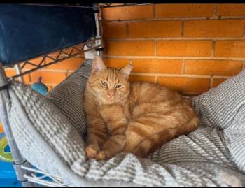 Rescue Domestic Short Hair Cats for Adoption in Madison Heights, Michigan - Gingerbread Man | PetCurious