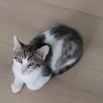 Pumpkin -  Domestic Short Hair Cat for Adoption in Las Vegas, Nevada - Pumpkin | PetCurious