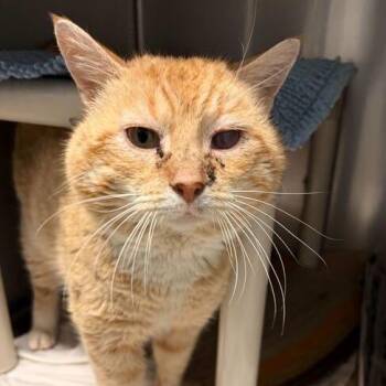 Domestic Short Hair Cats Available for Adoption - Tommy Kat | PetCurious