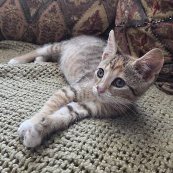 Stroopwafel Ramishvili (bonded w/Lebkuchen) -  Domestic Short Hair Cat for Adoption in Merrifield, Virginia - Stroopwafel Ramishvili (bonded W/Lebkuchen) | PetCurious