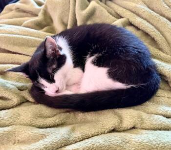 Potato -  Domestic Short Hair Cat for Adoption in Millcreek, Utah - Potato | PetCurious