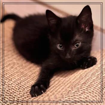 Flossie -  Domestic Short Hair Cat for Adoption in Monroe, Michigan - Flossie | PetCurious