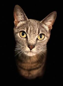 Cape Canaveral (CC) -  Domestic Short Hair Cat for Adoption in Duxbury, Massachusetts - Cape Canaveral (CC) | PetCurious