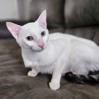 Domestic Short Hair Cats Available for Adoption in Centerville, Tennessee - Lily | PetCurious