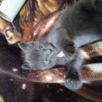 Nova -  Domestic Short Hair Cat for Adoption in Ruckersville, Virginia - Nova | PetCurious