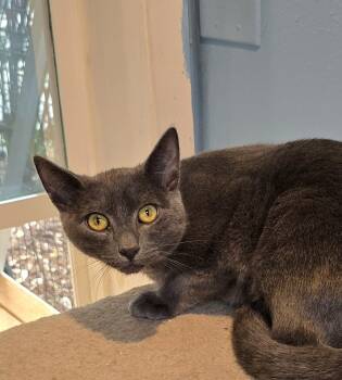 Rescue Domestic Short Hair Cats for Adoption in Vancouver, Washington - Rumble | PetCurious