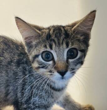 Rescue Domestic Short Hair Cats for Adoption in Cumming, Georgia - Hazel 1364-25 | PetCurious