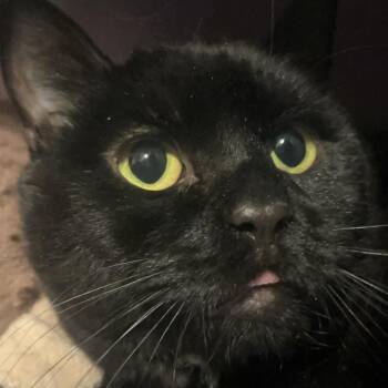 Domestic Medium Hair Cats Available for Adoption in Lakewood, Colorado - Princess Luna | PetCurious