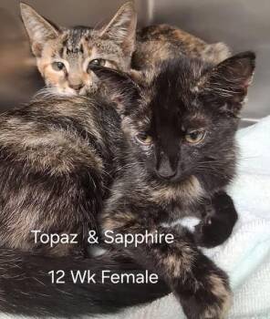 Topaz & Sapphire -  Domestic Short Hair Cat for Adoption in Amherst, Virginia - Topaz & Sapphire | PetCurious