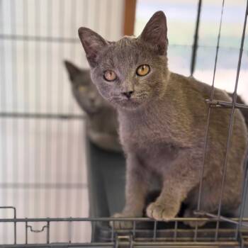 Rescue Domestic Short Hair Cats for Adoption in Fort Smith, Arkansas - Gary | PetCurious