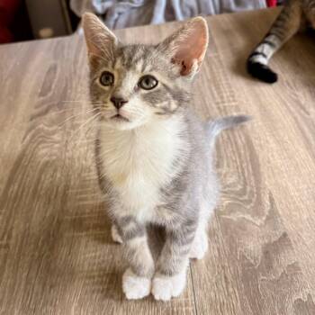 Oliver -  Domestic Short Hair Cat for Adoption in Newport News, Virginia - Oliver | PetCurious