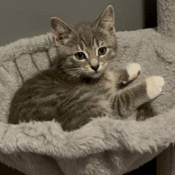 Rescue Domestic Short Hair Cats for Adoption in Lake Geneva, Wisconsin - Shallot | PetCurious