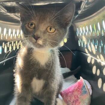 Bootstrap - Chow Hound Northland -  Domestic Short Hair Cat for Adoption in Grand Rapids, Michigan - Bootstrap - Chow Hound Northland | PetCurious