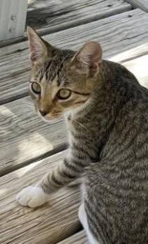 Boots -  Domestic Short Hair Cat for Adoption in Cross Timber, Texas - Boots | PetCurious