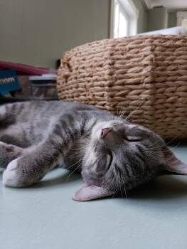 Rescue Domestic Short Hair Cats for Adoption in Wilder, Kentucky - Corncob | PetCurious