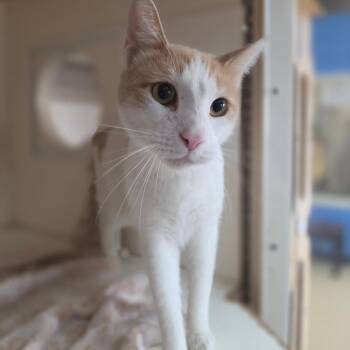Izzy - Chino Hills Location -  Domestic Short Hair Cat for Adoption in Chino Hills, California - Izzy - Chino Hills Location | PetCurious