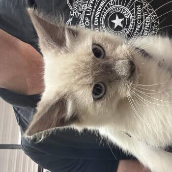 Guppy -  Siamese Cat for Adoption in Gainesville, Virginia - Guppy | PetCurious