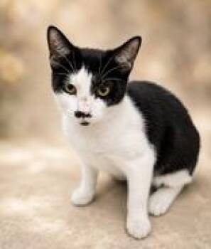 Desmond -  Domestic Short Hair Cat for Adoption in Portsmouth, Ohio - Desmond | PetCurious