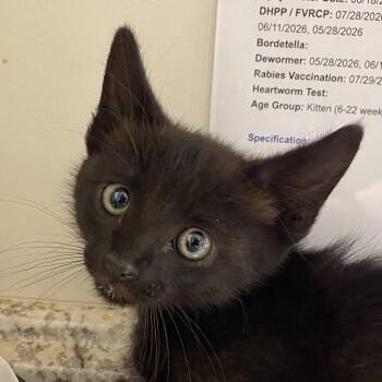 Goober -  Domestic Short Hair Cat for Adoption in Rifle, Colorado - Goober | PetCurious